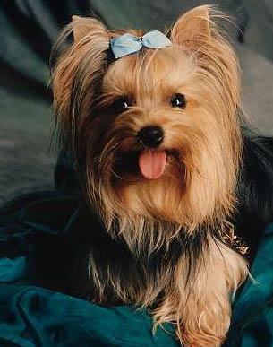 caine Yorkshire Terrier